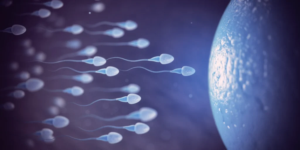 Sperm egg